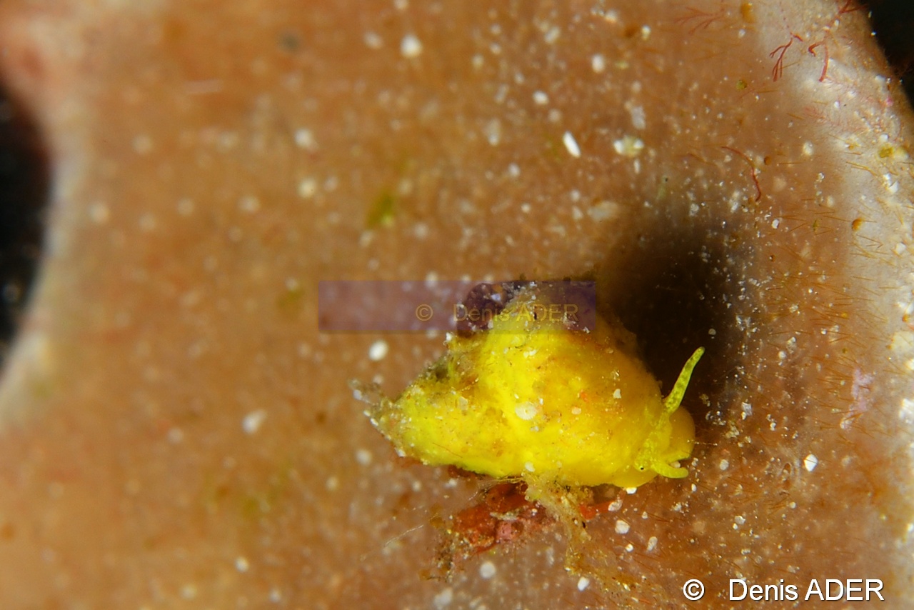 Epitonium billeeanum-Wangi Wangi Island-22m-20180601-Denis-ADER-DSC_3054_tn.jpg